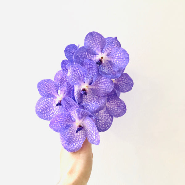 Tallo de Orquídeas Vanda