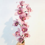 Tallo de Orquídeas