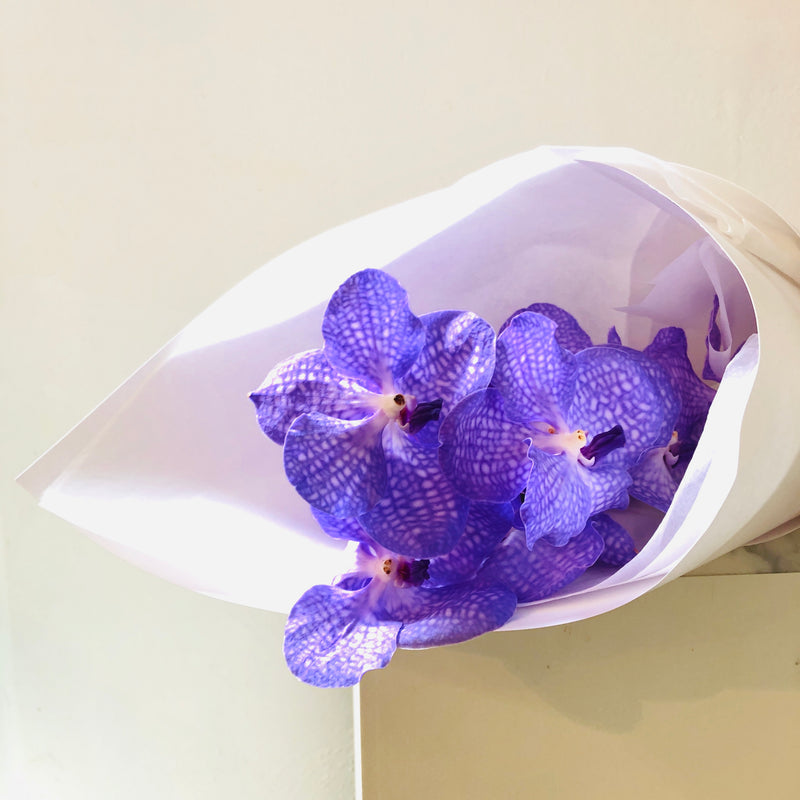 Tallo de Orquídeas Vanda