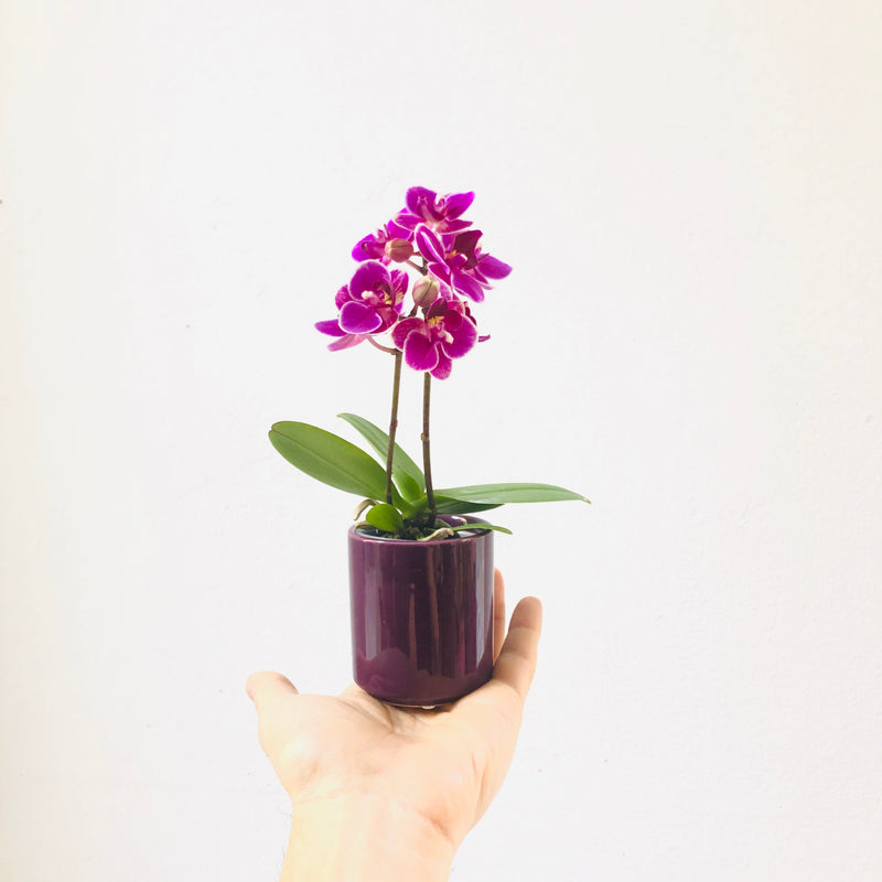 Mini Orquídia