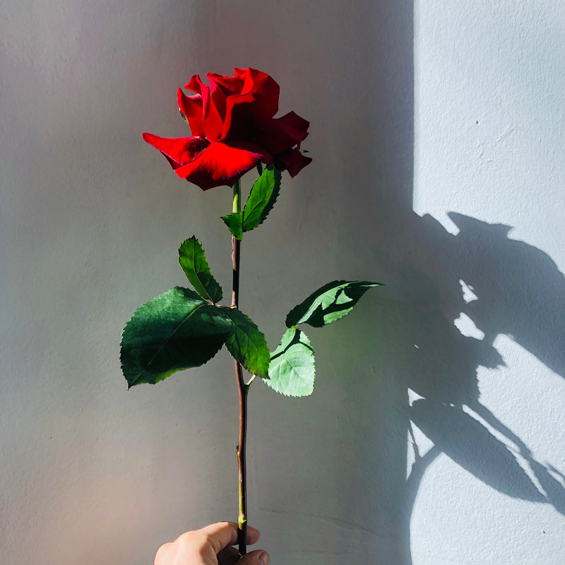 Rosa solitaria de gran calidad color rojo terciopelo a contra luz donde se aprecia la textura sedosa y tersa de los pétalos iluminados por la luz del sol