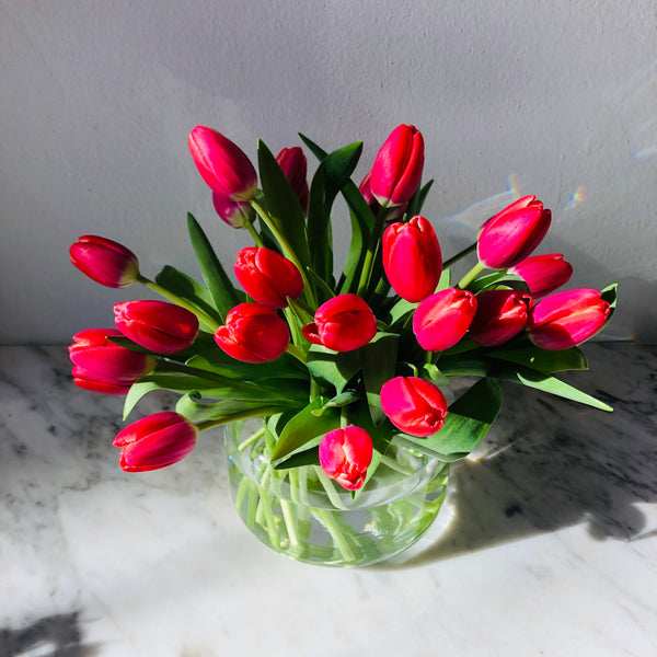 Tulipans holandesos